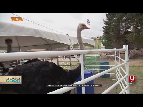 Exotic Races Come To Remington Park [Video]