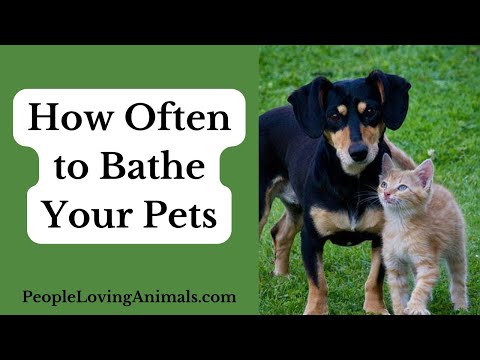 How Often to Bathe Your Pets – How Often to Bathe Your Dog and When to Bathe a Cat [Video]