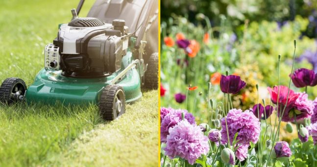 People are being told to not cut their grass in May for a good cause [Video]