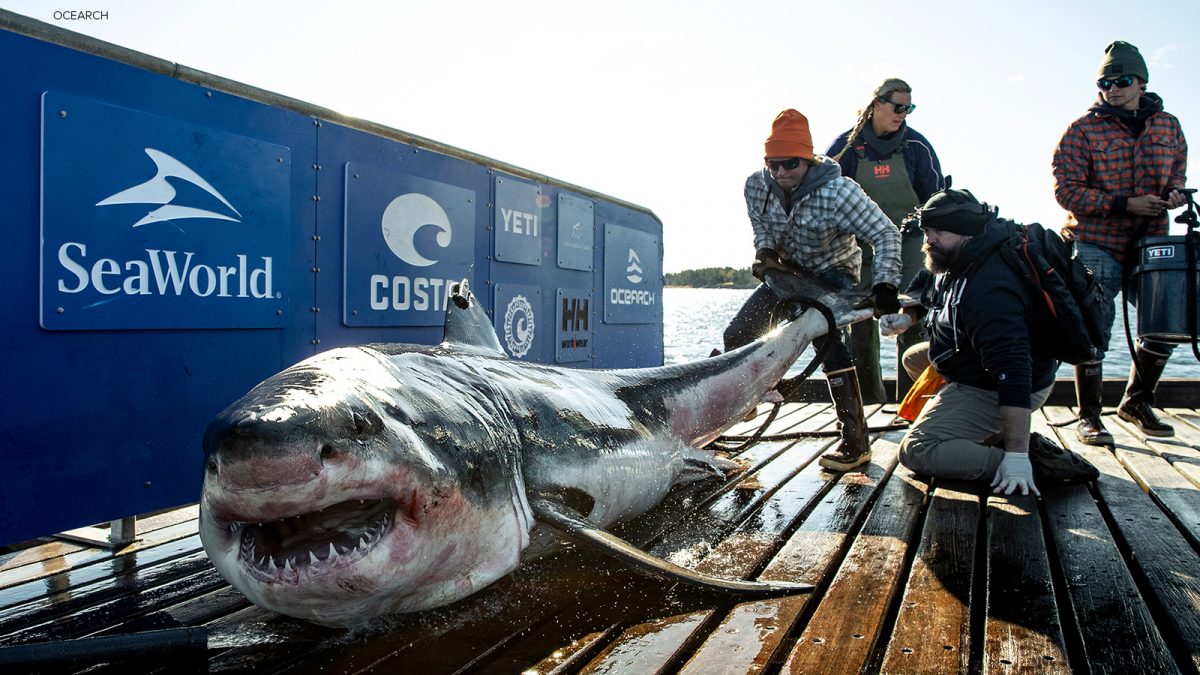 1,000-pound great white shark swam near the Jersey shore [Video]