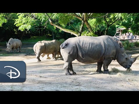 Disney Takes Rhino Care One Step Further | Walt Disney World Resort [Video]
