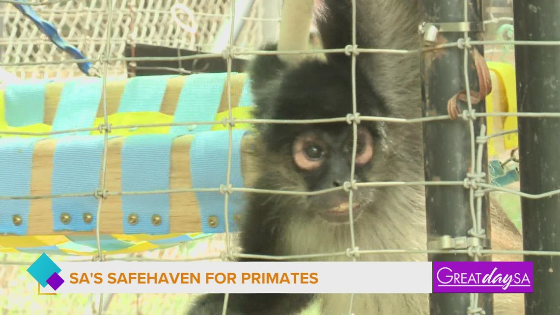 A local sanctuary for primates that provides care and habitat, is asking for support | Great Day SA [Video]