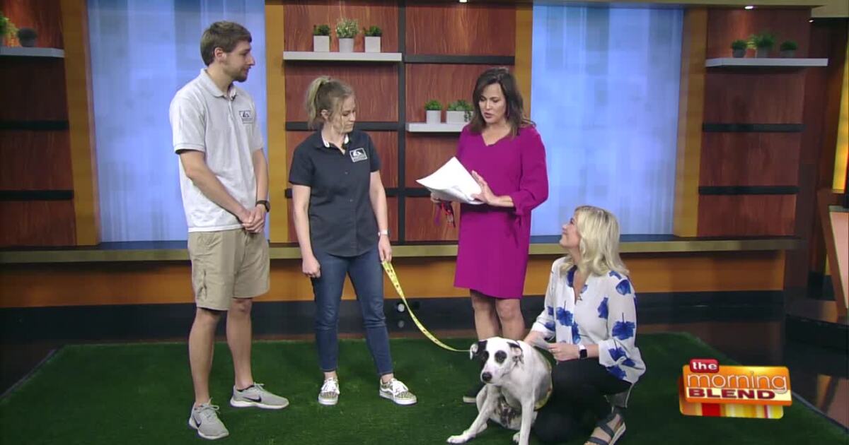 Adopt, Foster or Donate-The Washington County Humane Society [Video]