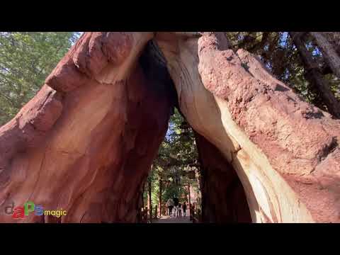 Redwood Creek Challenge Trail at Disney California Adventure – Spring 2022 [Video]