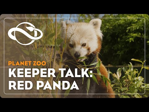 Planet Zoo | Keeper Talk | Red Panda [Video]