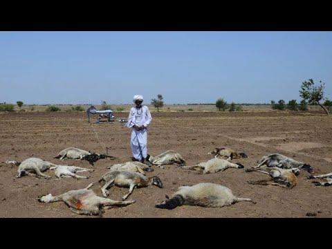 People Dying, Birds Falling, Dogs Dying, It’s getting HOT! [Video]