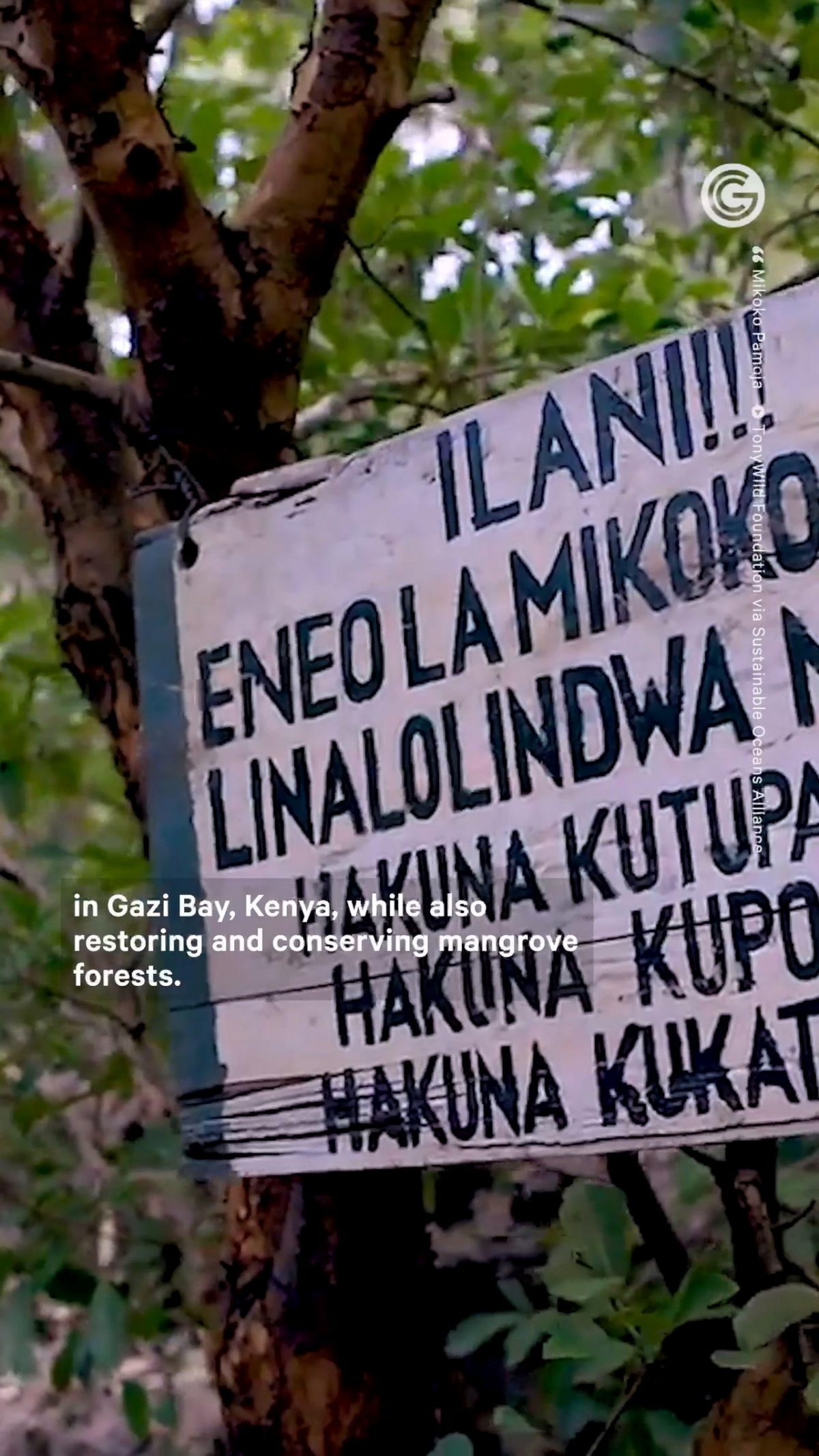 How One Community Restores an Acre of Mangrove [Video]