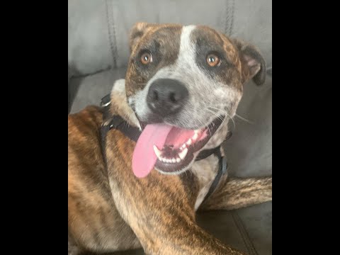 Vlog: Our new dog Bolt! [Video]
