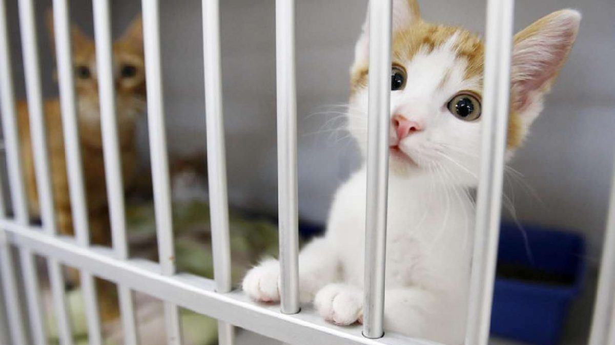 Animal shelters struggle against overflow of abandoned pets [Video]