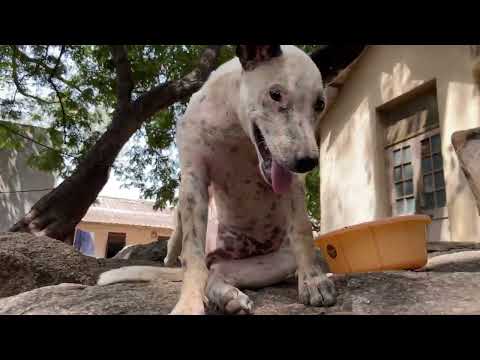 Stray Dogs Who Are Starving For Food Will Make You Cry [Video]