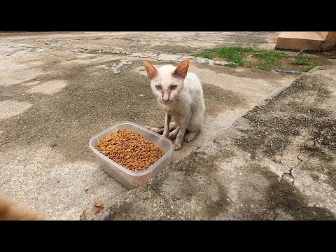 Feed the stay cats he look so sad [Video]