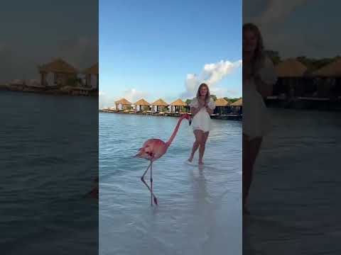 This place is a must visit  #flamingobeach #aruba #trend #flamingo #fyp #travel #funny #couple #a [Video]
