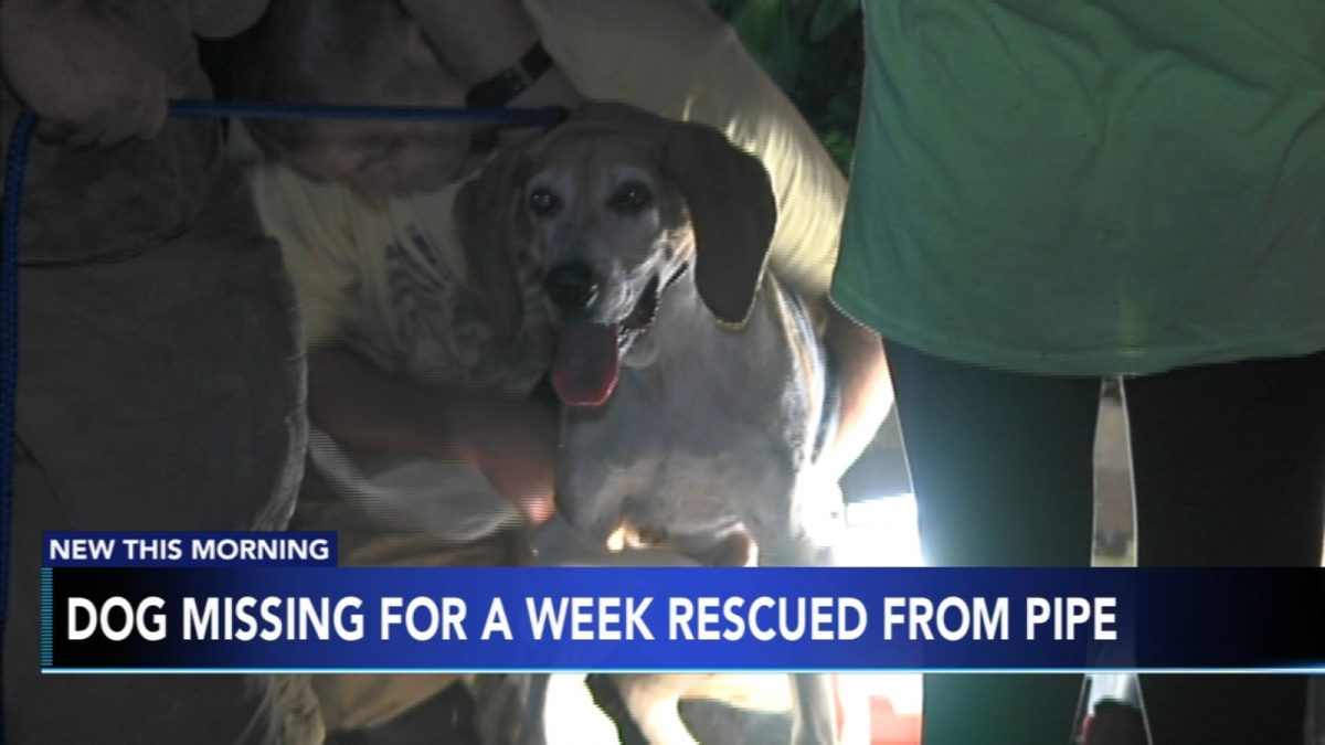 Medford Township crews rescue missing dog Dylan from drain pipe [Video]