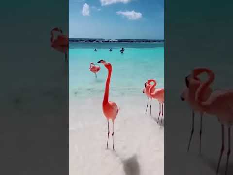 Flamingos  Beach in Aruba  I Travel Moments [Video]