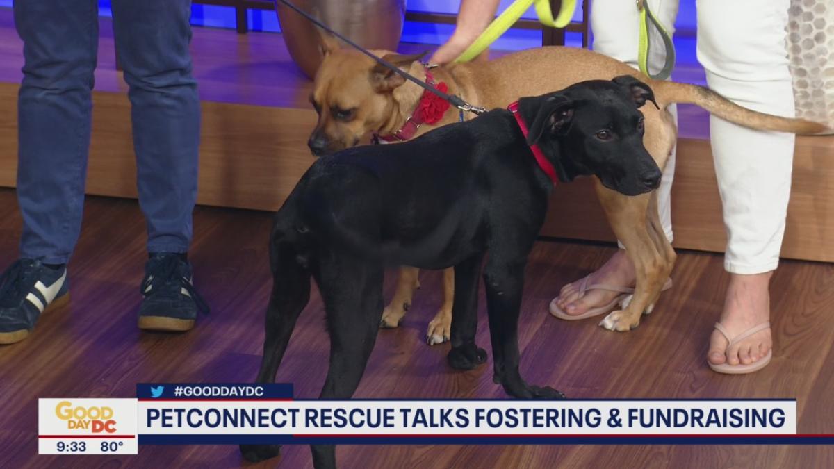 Fostering dogs and cats in the DMV [Video]