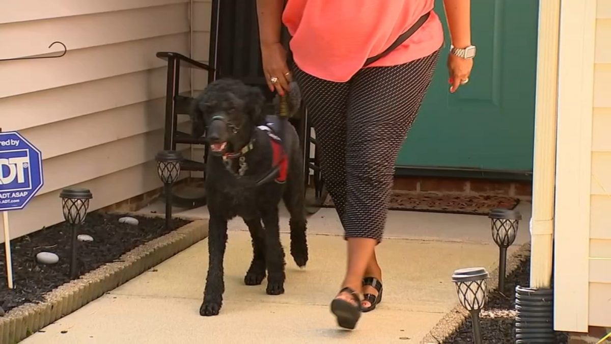 World’s Largest Pet Walk happens Sept. 24 and will raise funds for service animal programs [Video]