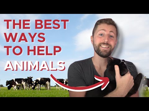 You can prevent animal suffering. Here’s how. [Video]