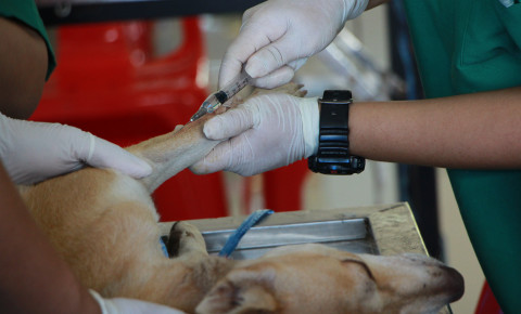 Khayelitsha animal clinic appeals to public for donations for sterilisations [Video]