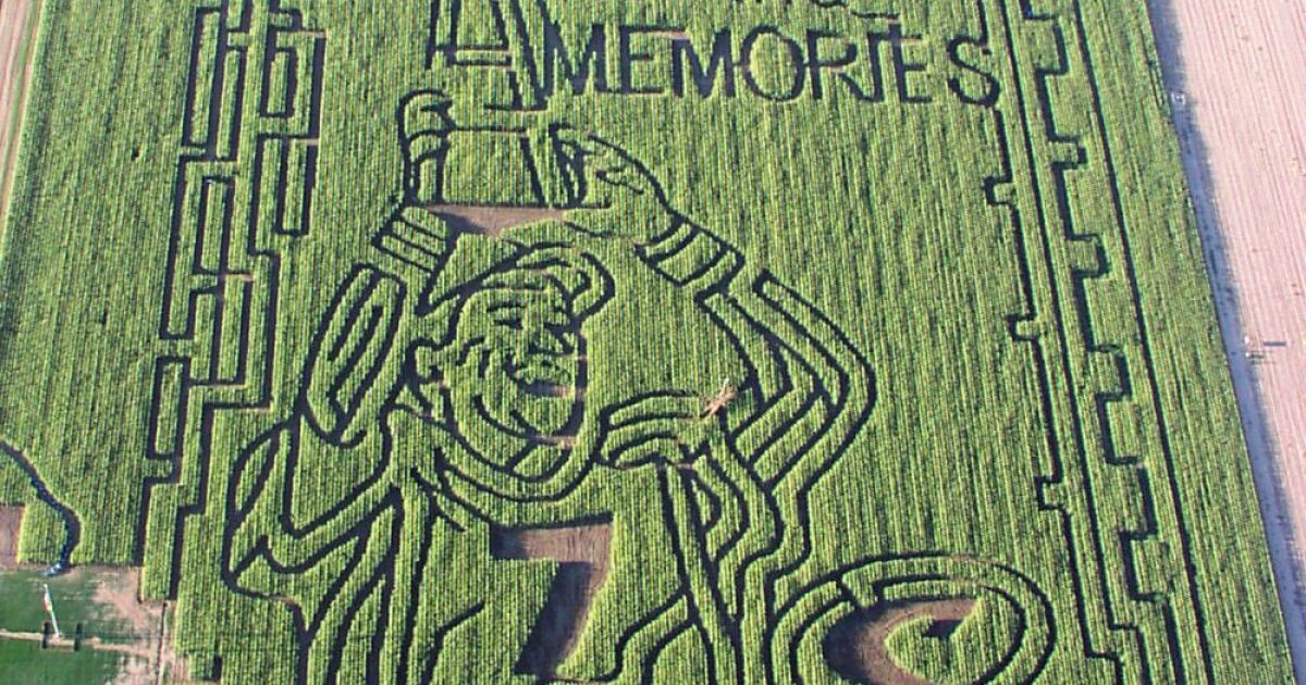 How many stalks of corn are in a corn maze? Find out at Fritzler Farm Park [Video]