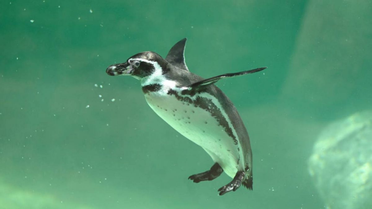 Aquarium of Niagara seeks input to name new penguin chick  WHIO TV 7 and WHIO Radio [Video]