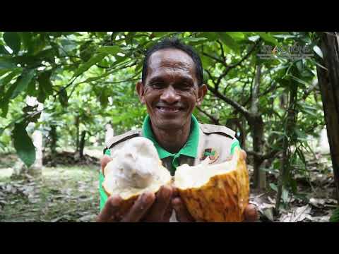 Helping cocoa farmers build resilience to climate change in East Nusa Tenggara, Indonesia [Video]