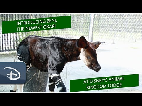 Beni The Baby Okapi Born at Disney’s Animal Kingdom Lodge | Walt Disney World [Video]