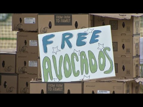 Philadelphia nonprofit gives away thousands of avocados | ABCNL [Video]