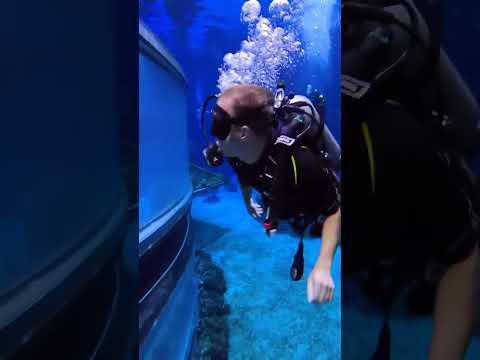 Come with us to scuba dive at #EPCOT! 🐠 [Video]
