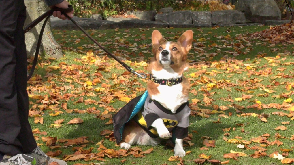 Londoners dress up their pups for Halloween [Video]
