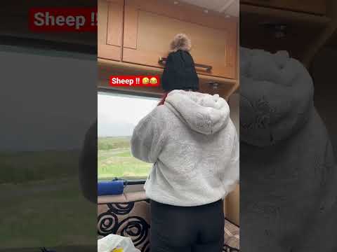 Vanlife couple travel wales. Living in a van and seeing sheep vanlife in the uk. Traveler sees sheep [Video]
