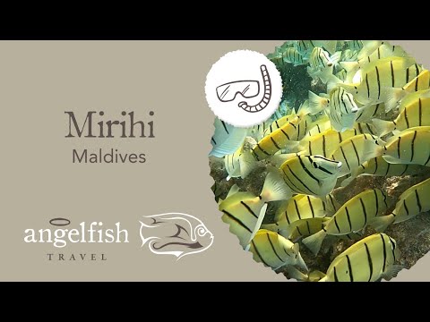 Snorkelling at Mirihi Maldives – Angelfish Travel TV [Video]