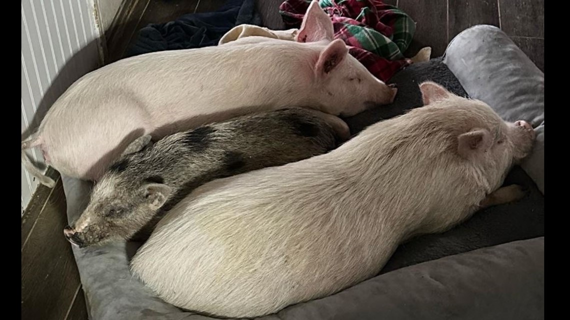 Valley pig rescue in need of blankets for winter [Video]