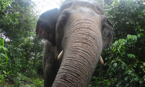 Kavaan – the ‘loneliest elephant in the world’ [Video]