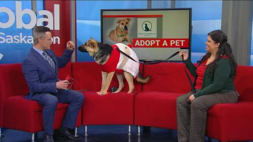 Trixie seeks a new home in Adopt a Pet [Video]