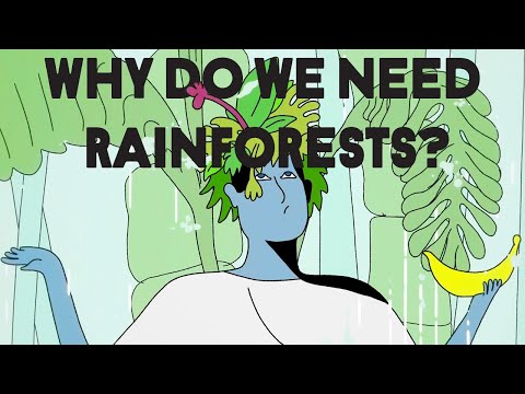 Why do we need rainforests? [Video]