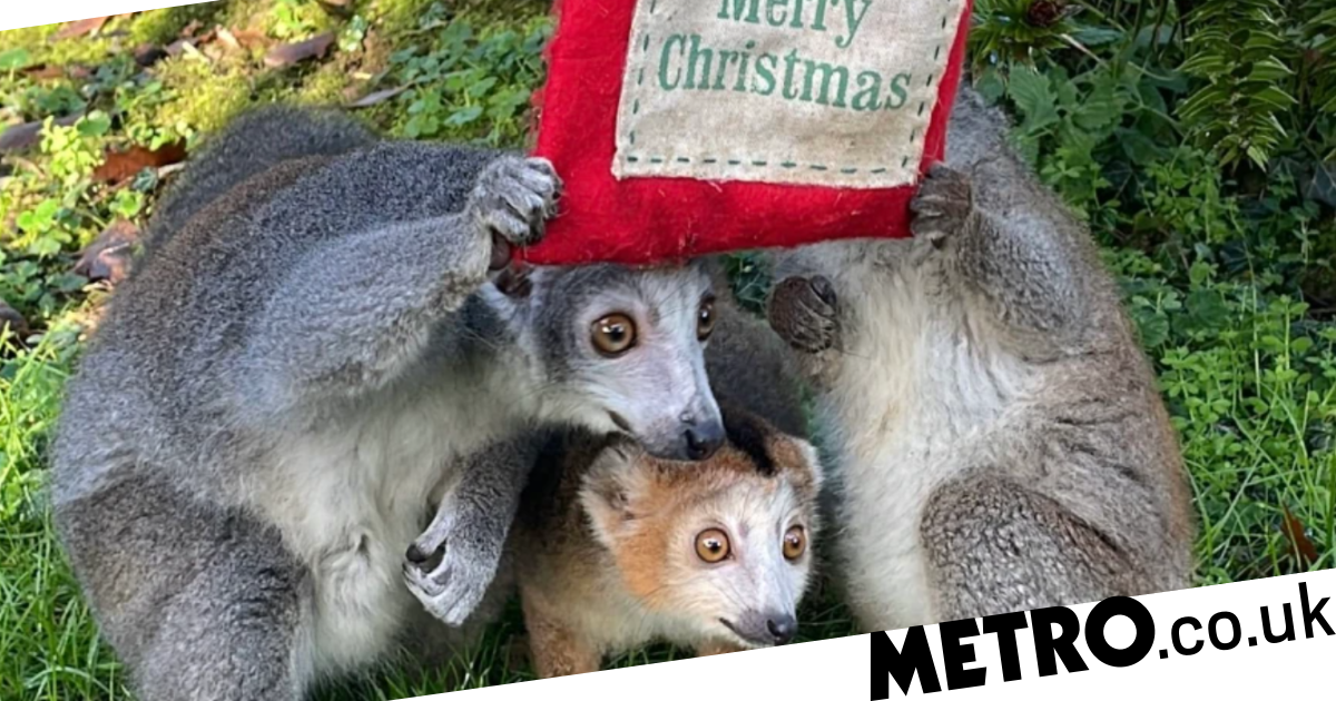It’s Christmastime at zoos too as the animals open their presents [Video]