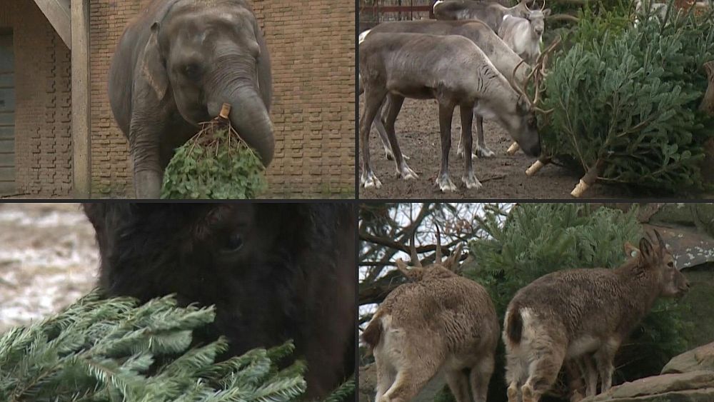 Elephant toys, fertiliser and goat feed: Weird and wonderful ways to recycle your Christmas tree [Video]