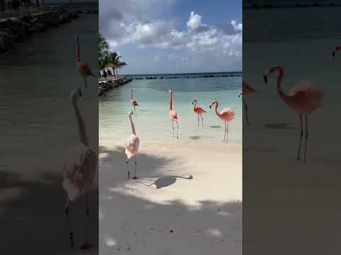 Missing the flamingoes in Aruba! #aruba #travel #shorts [Video]