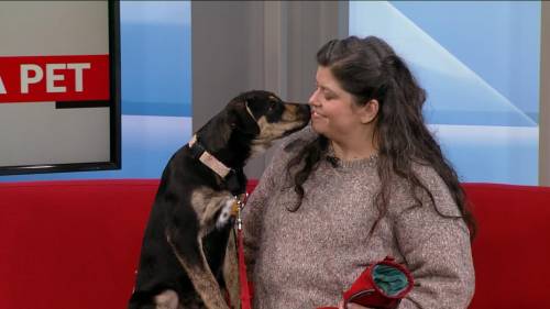 Miss Bandit seeks a home in Adopt a Pet [Video]