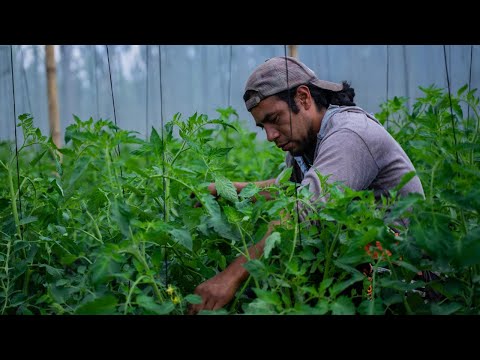 Meet the Mayan farmers advancing sustainable agriculture in Guatemala [Video]