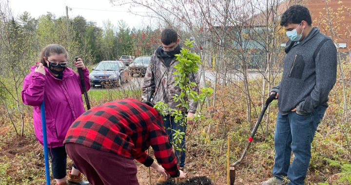 City of Winnipeg and federal government launch tree-planting program – Winnipeg [Video]
