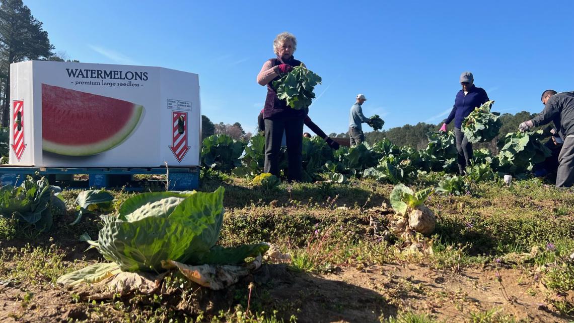 Virginia Beach farmer donates fresh produce to local foodbank [Video]