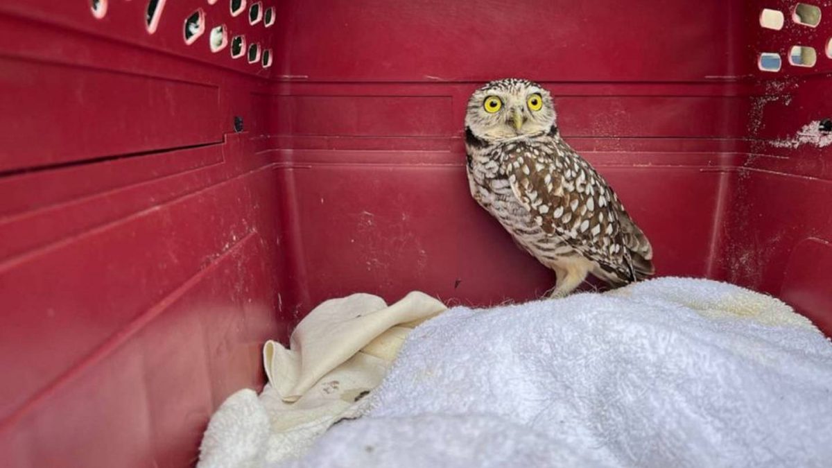 What a hoot: Burrowing owl hitches 2-week ride aboard Royal Caribbean cruise ship  WSB-TV Channel 2 [Video]