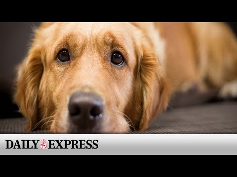 Couple travel the world using genius idea of dog-sitting [Video]