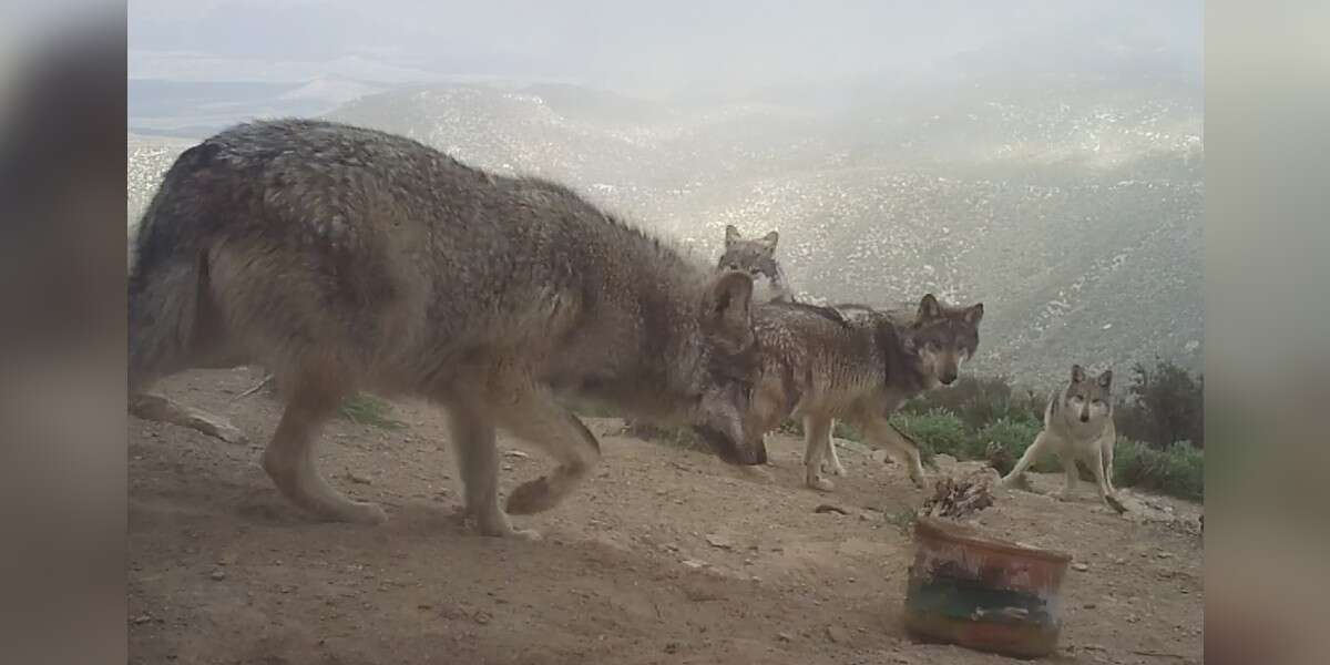Trail Cam Captures 15-Year-Old Wolf Enjoying His Birthday ‘Cake’ [Video]