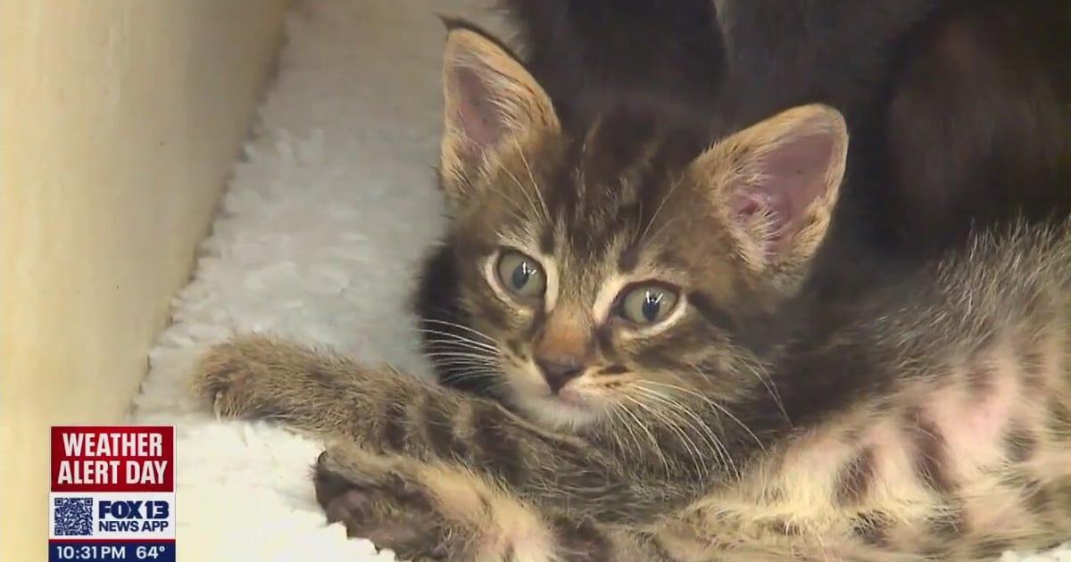 Community rallies to help rescued cats in Thurston County [Video]