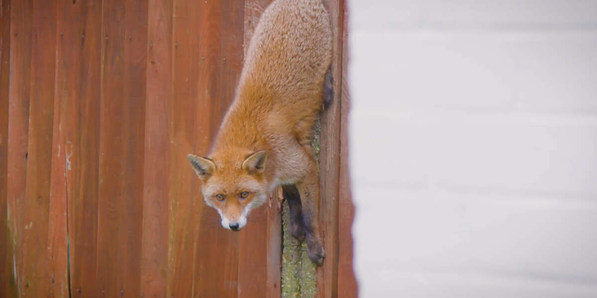 Feisty Fox Stuck in a Fence Gets Rescued – Videos