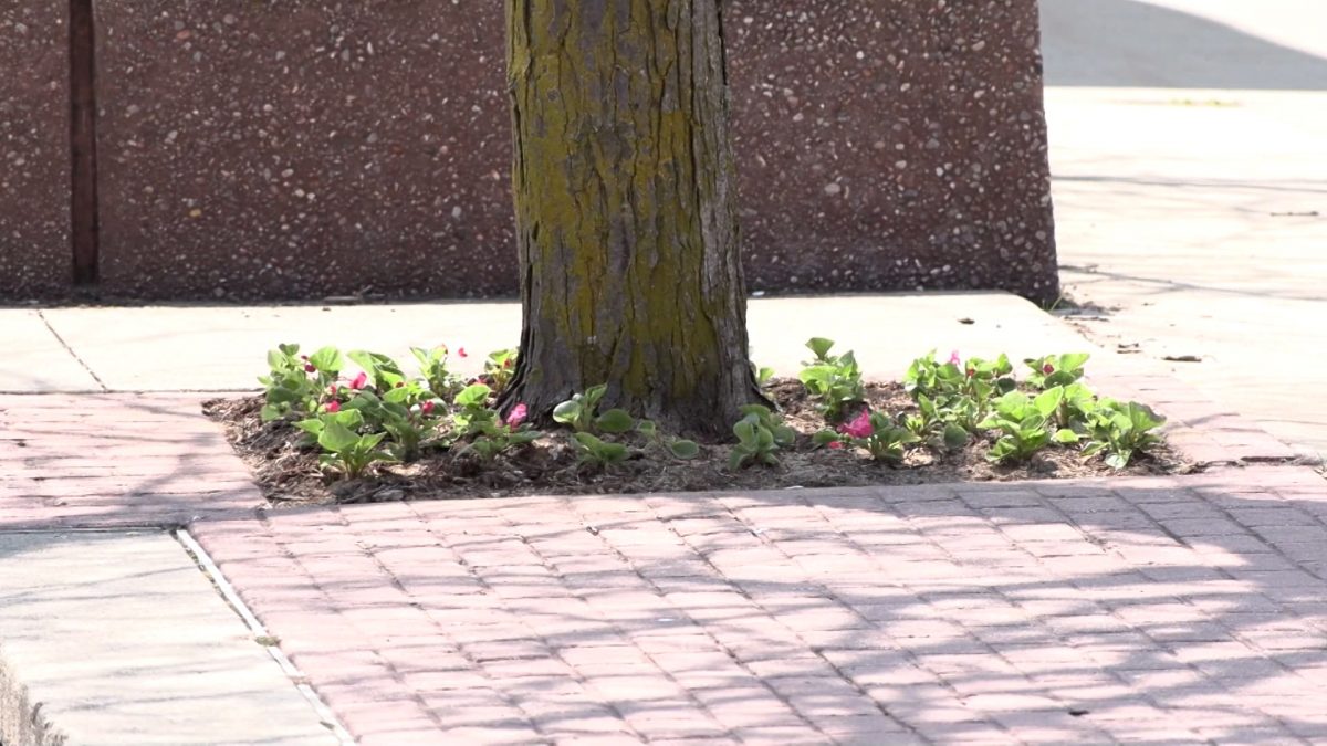Flowers Planted in Alpena’s Downtown In Order To Beautify The Area  WBKB 11 [Video]
