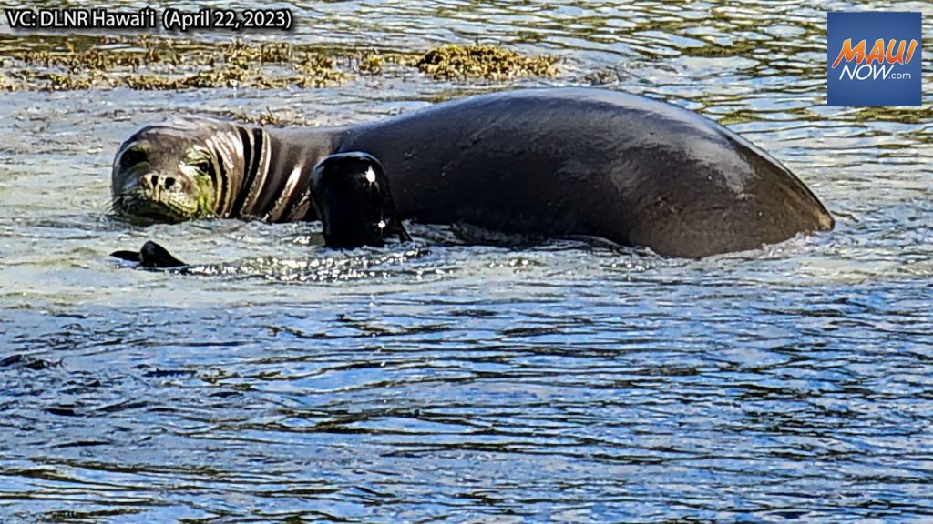 Monk seal pup to be relocated after weaning : Maui Now [Video]