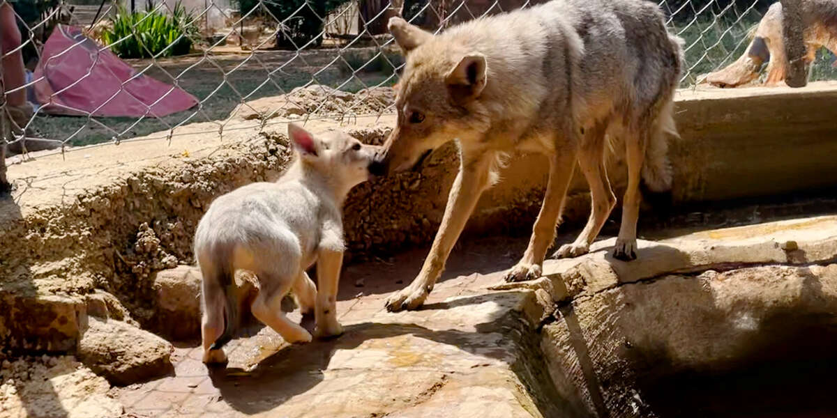 Rescue Wolf Kept Crying For His Mate… – Videos